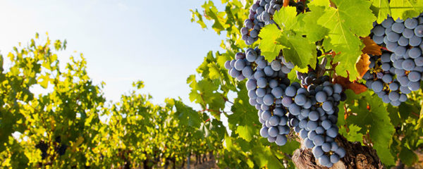 vedere-vigneti-Italia